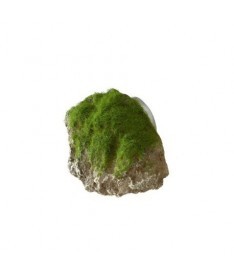 Roca moss stone ventosa xs 9x6x6.5cm