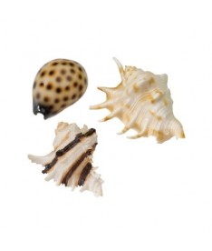 Concha resina sea shell 8.5-10cm
