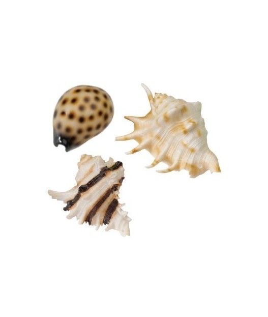 Concha resina sea shell 8.5-10cm