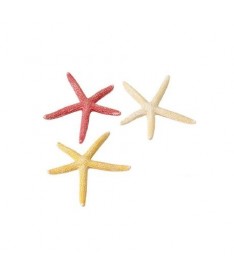 Estrella starfish s 10cm