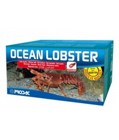 Sal ocean lobster 20kg 600l mariscos prodac